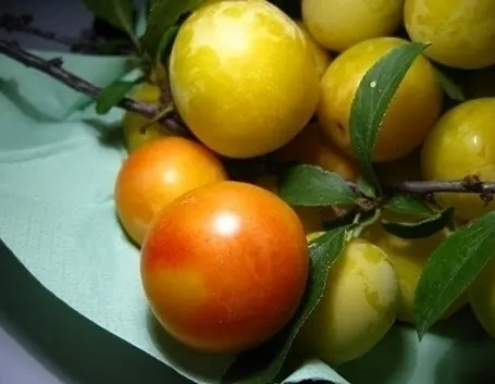Susino varietà