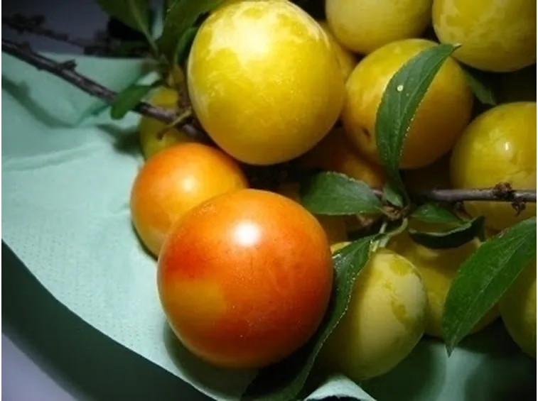 Susino varietà