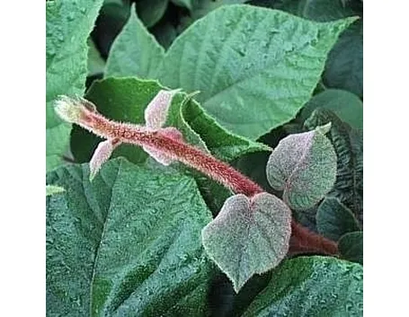 Varietà Actinidia e qualche curiosità 