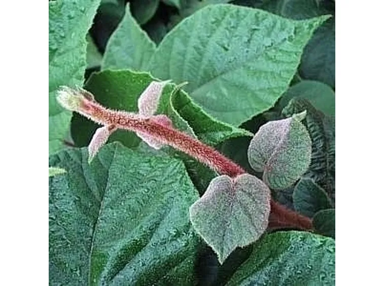 Varietà Actinidia e qualche curiosità 