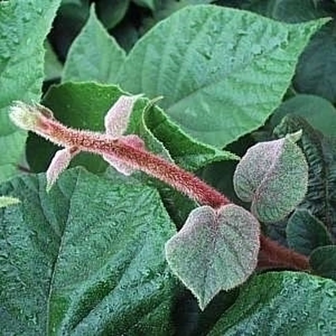 Varietà Actinidia e qualche curiosità 