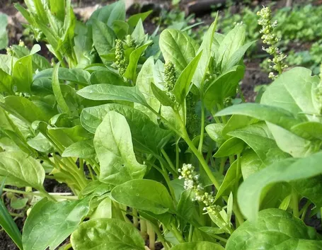 spinaci