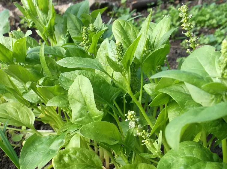 spinaci