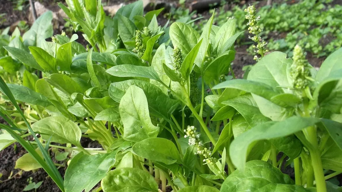 spinaci