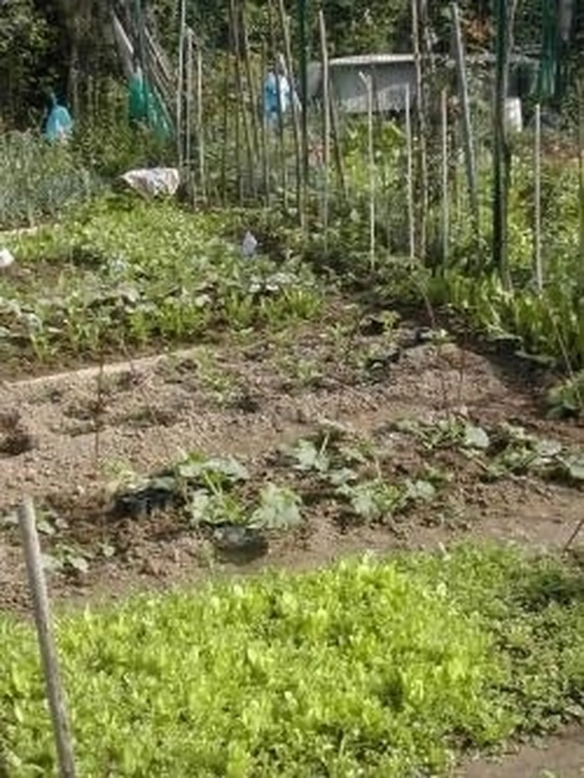 il clima per fare un orto