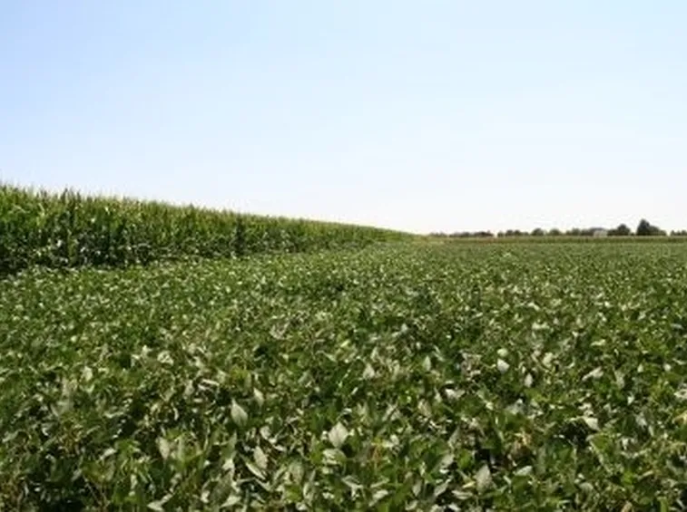 Malattie e parassiti dell'aglio
