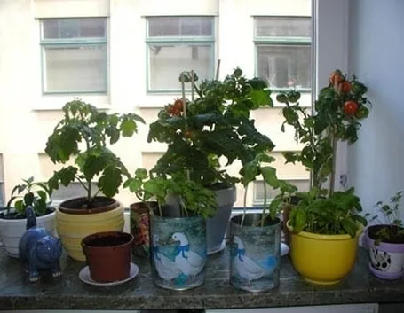 orto in casa