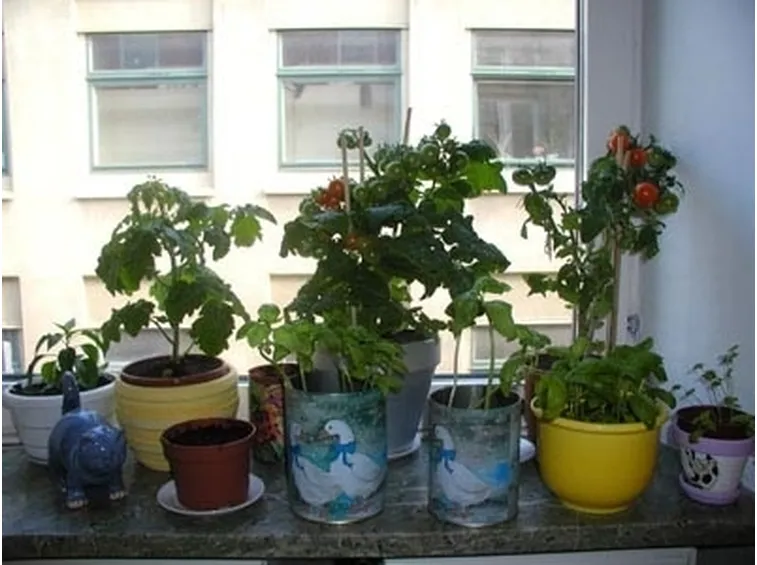 orto in casa