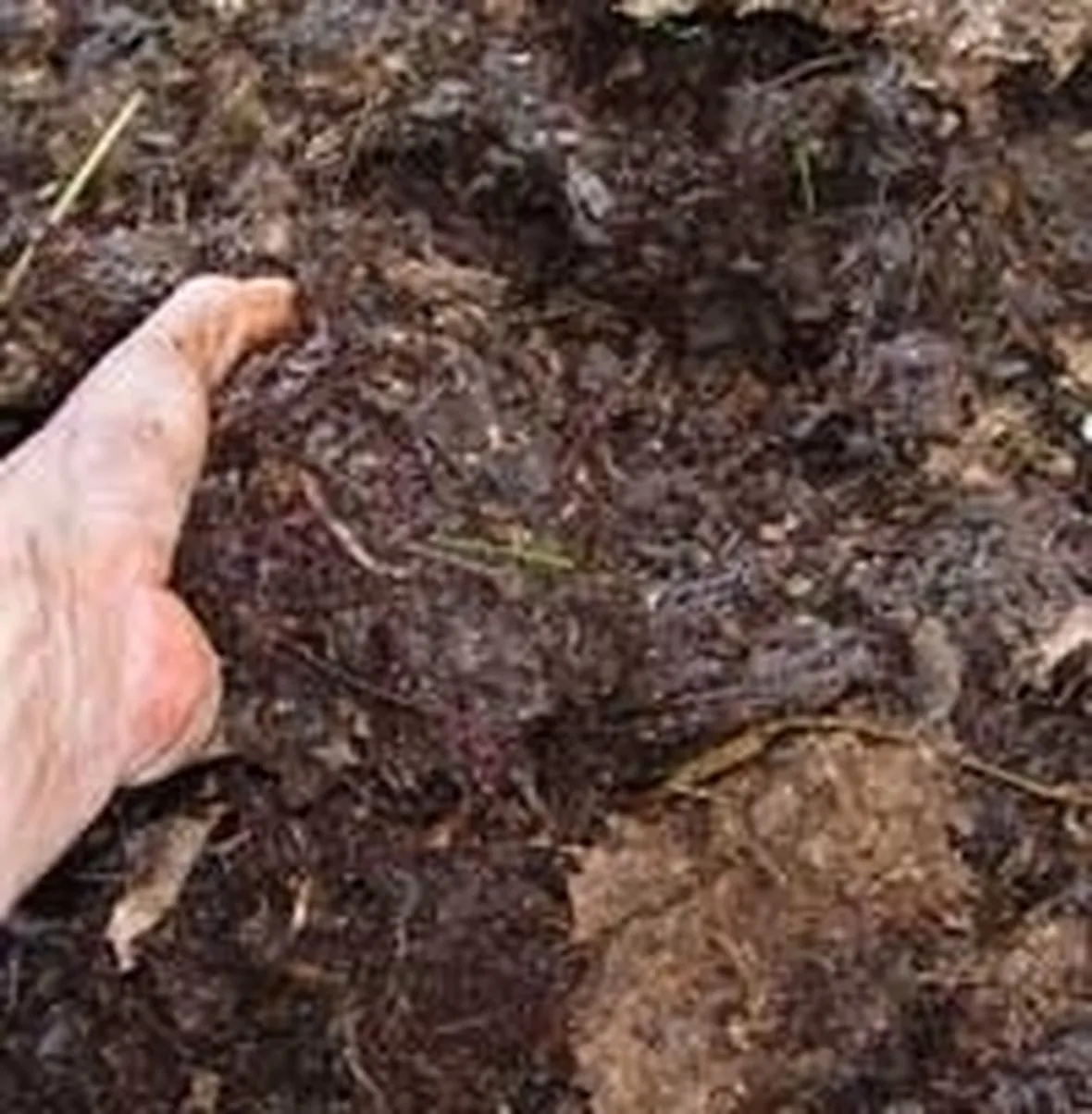 pacciamatura orto-4
