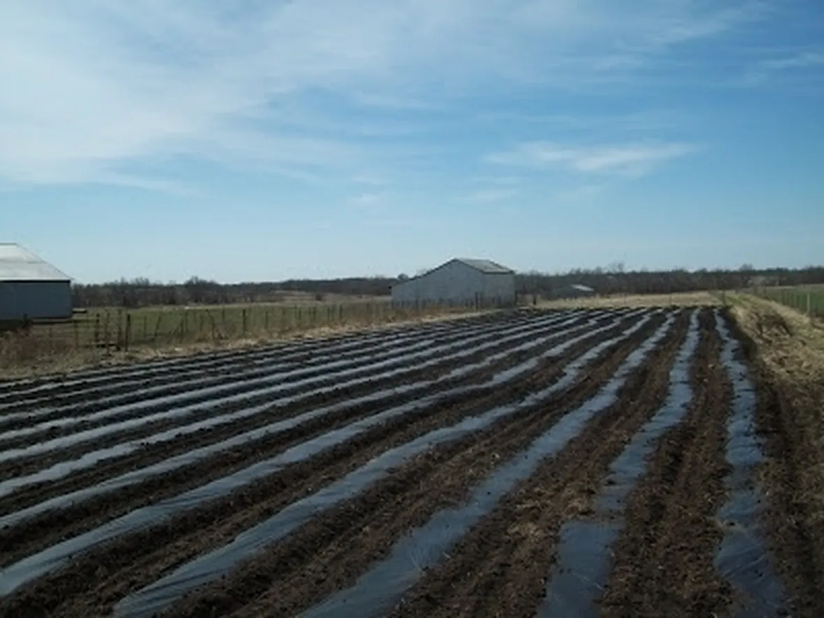 pacciamatura orto-8