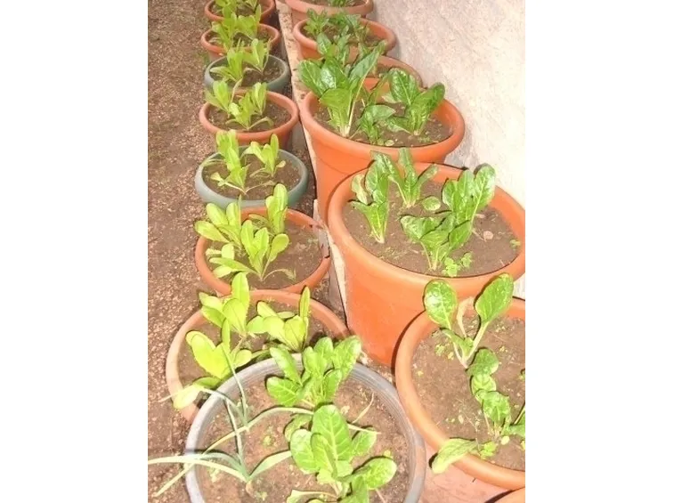 piante da orto-4