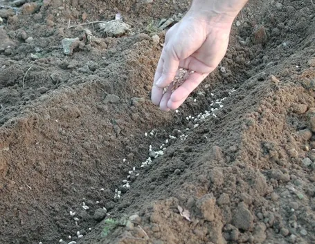 semina degli ortaggi-3