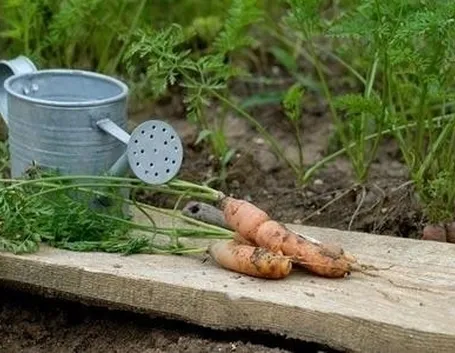 terreno per orto