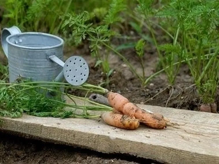 terreno per orto