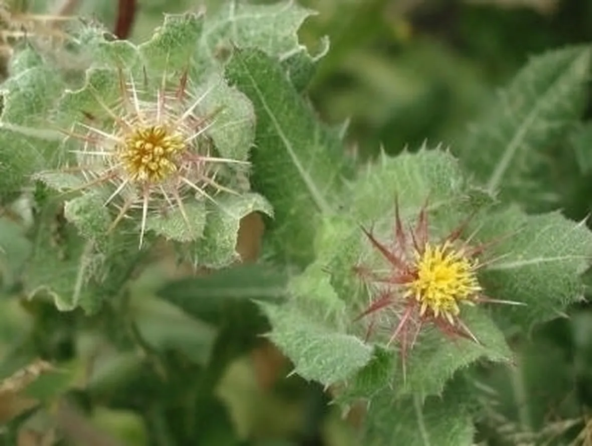 cardo-6