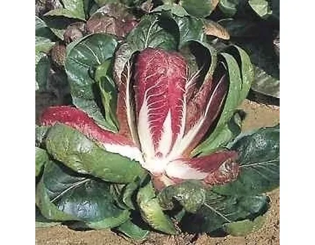 Coltivazione radicchio
