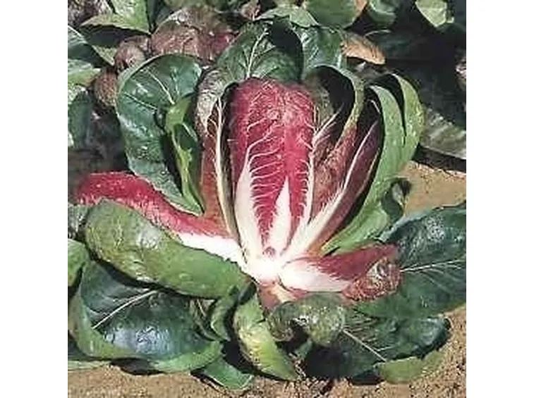 Coltivazione radicchio