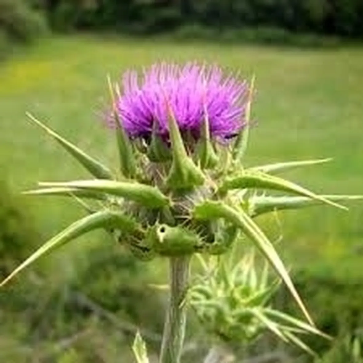 Il cardo simbolo della Scozia