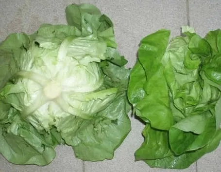 La lattuga