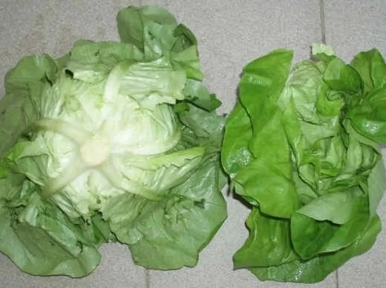 La lattuga