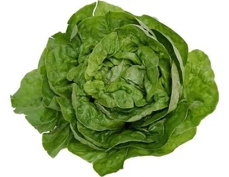 lattuga