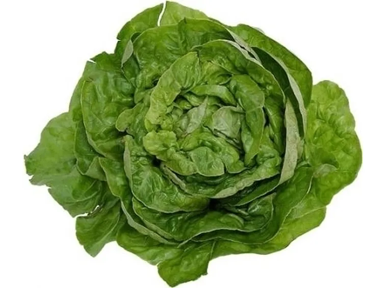 lattuga