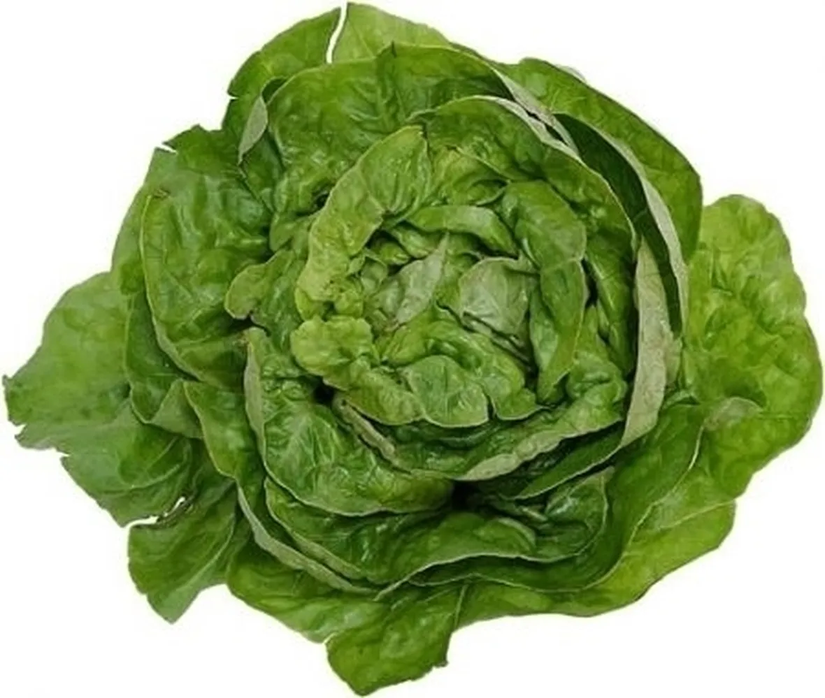 lattuga