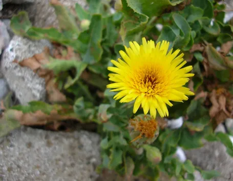 lattughino-1