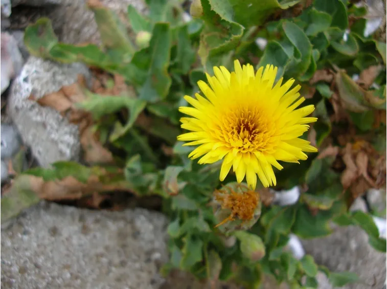 lattughino-1