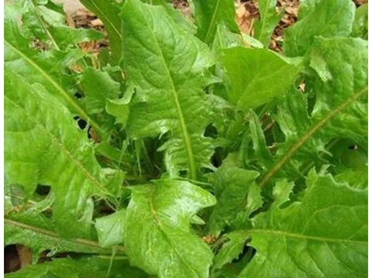 lattughino-2