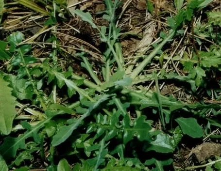 lattughino-3
