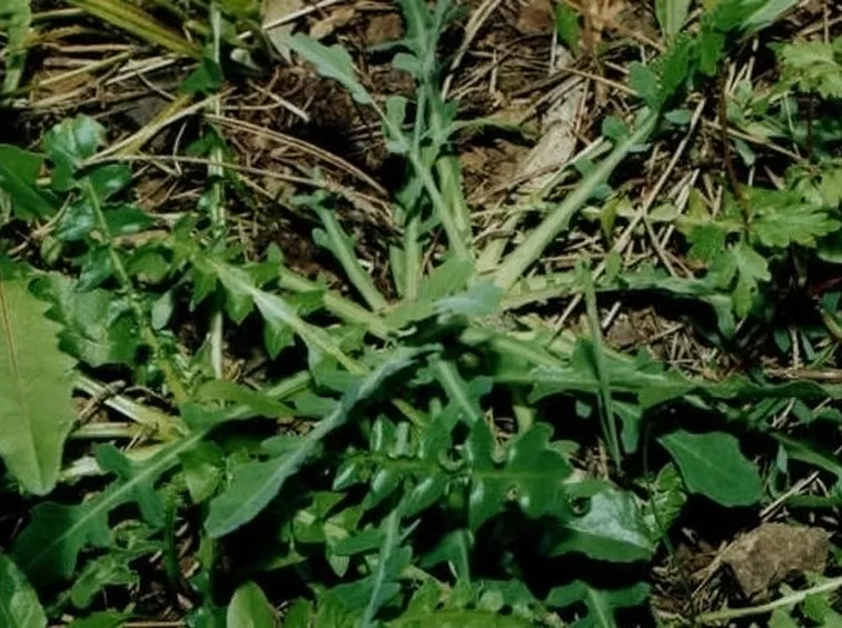 lattughino-3