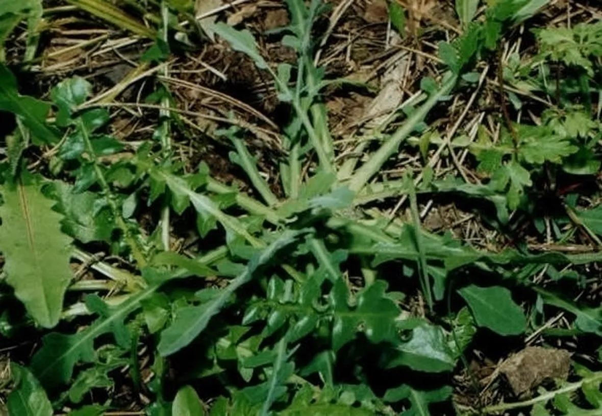 lattughino-3