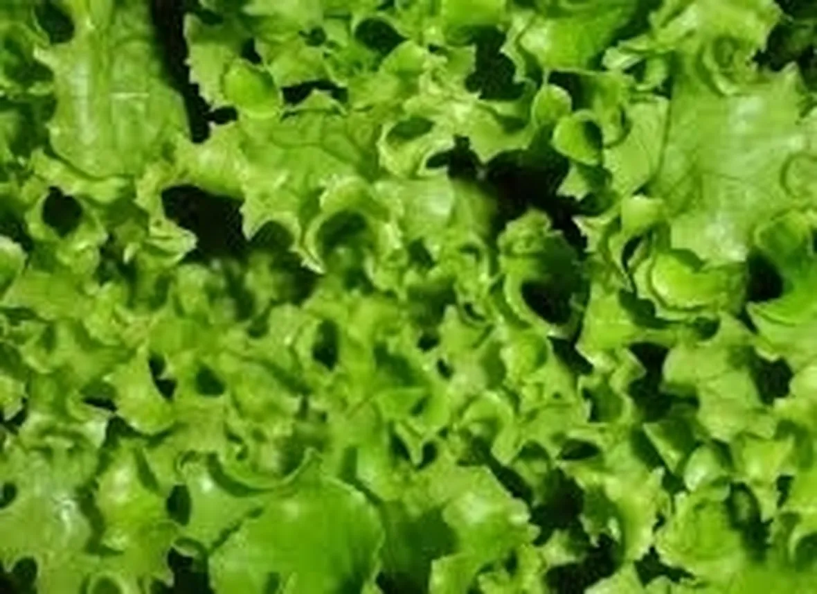lattughino-7
