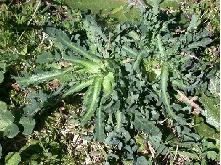 lattughino-9
