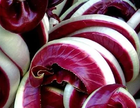 Produzione del radicchio