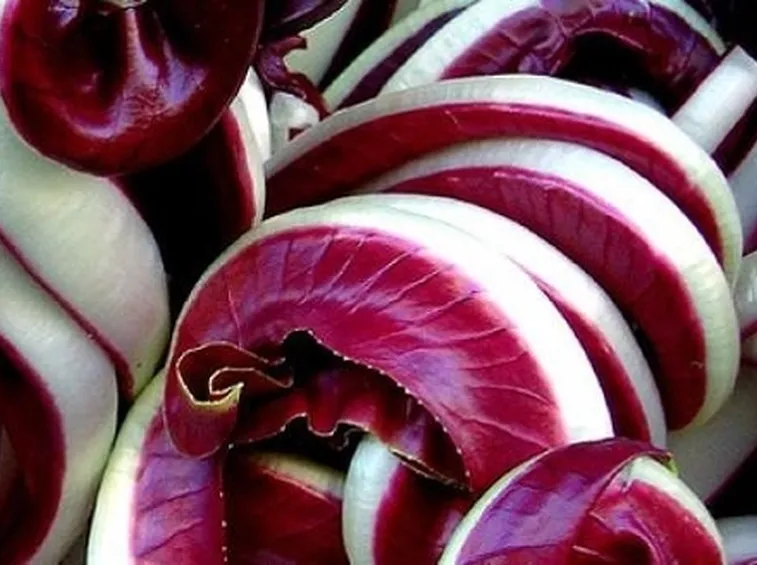 Produzione del radicchio