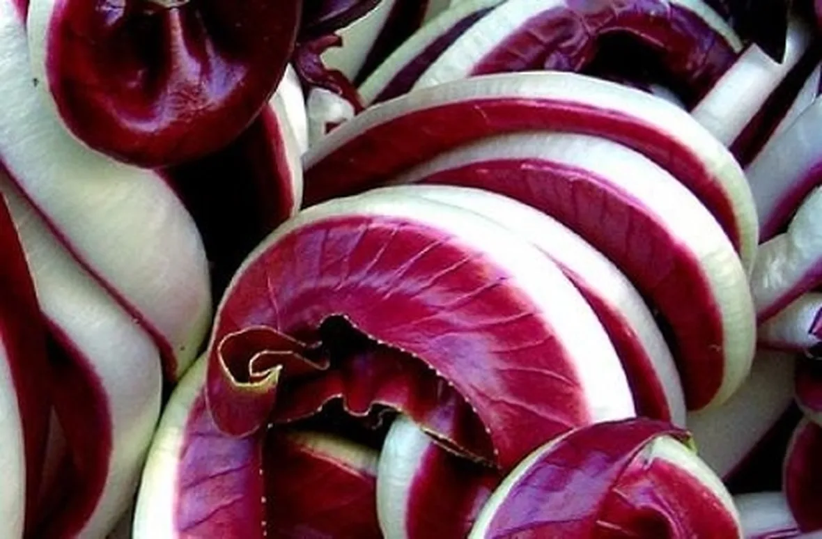 Produzione del radicchio