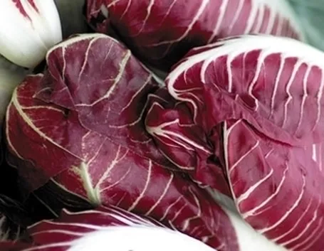 radicchio-5