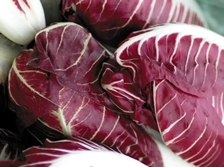 radicchio-5