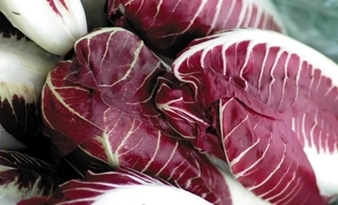 radicchio-5