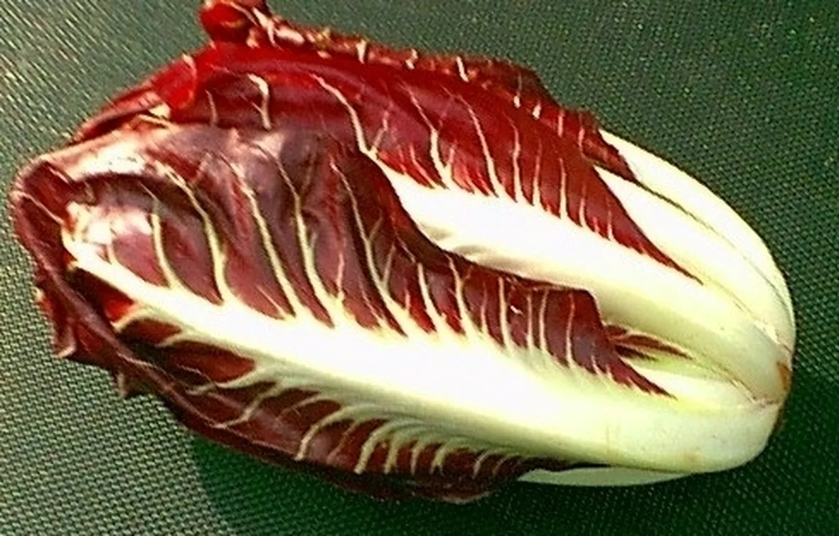radicchio-6