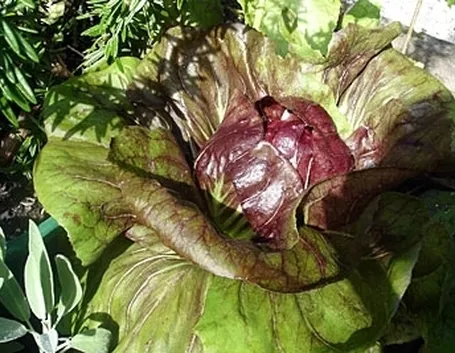 radicchio-8