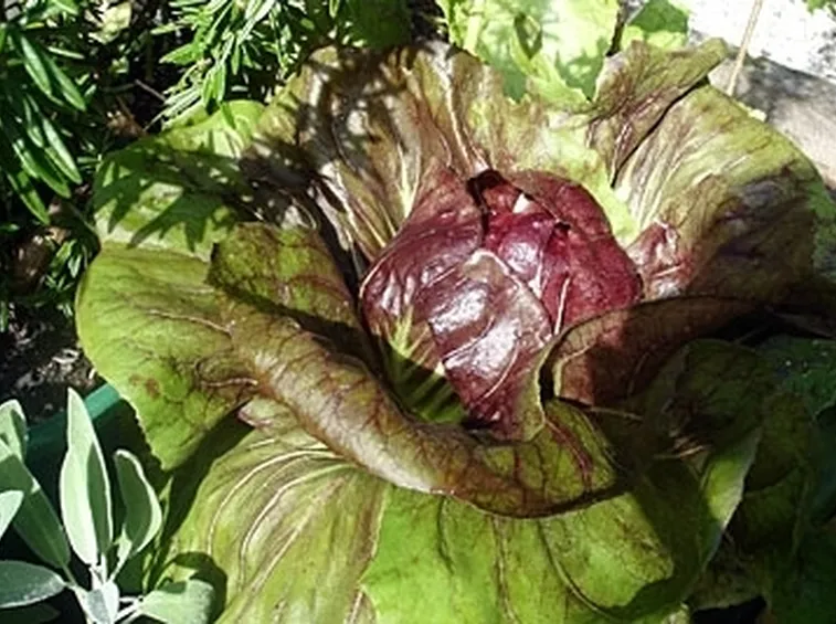 radicchio-8