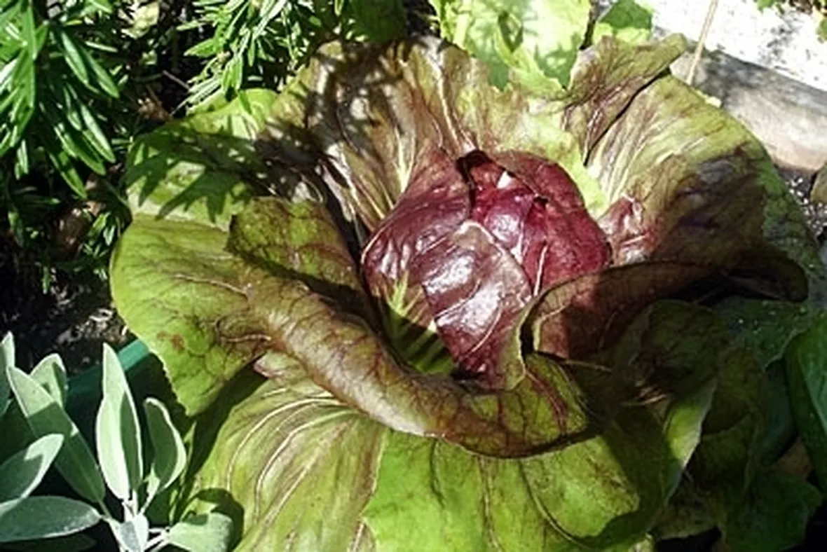 radicchio-8