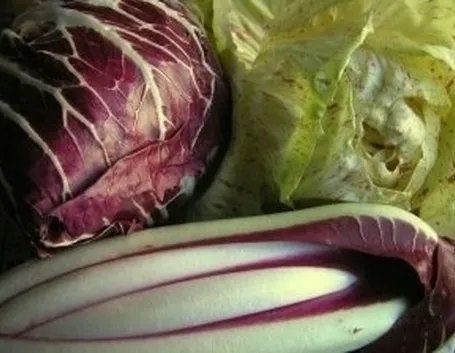 Risposta : radicchio e scarola riccia