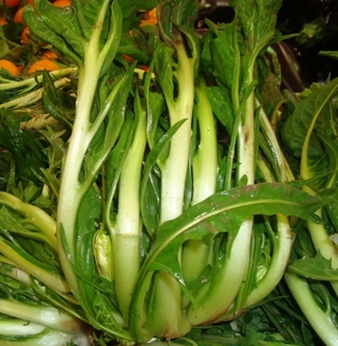 Uso medicinale della cicoria
