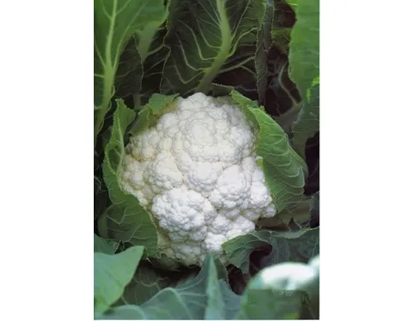 cavolfiore-2