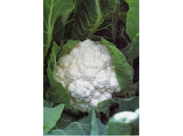 cavolfiore-2