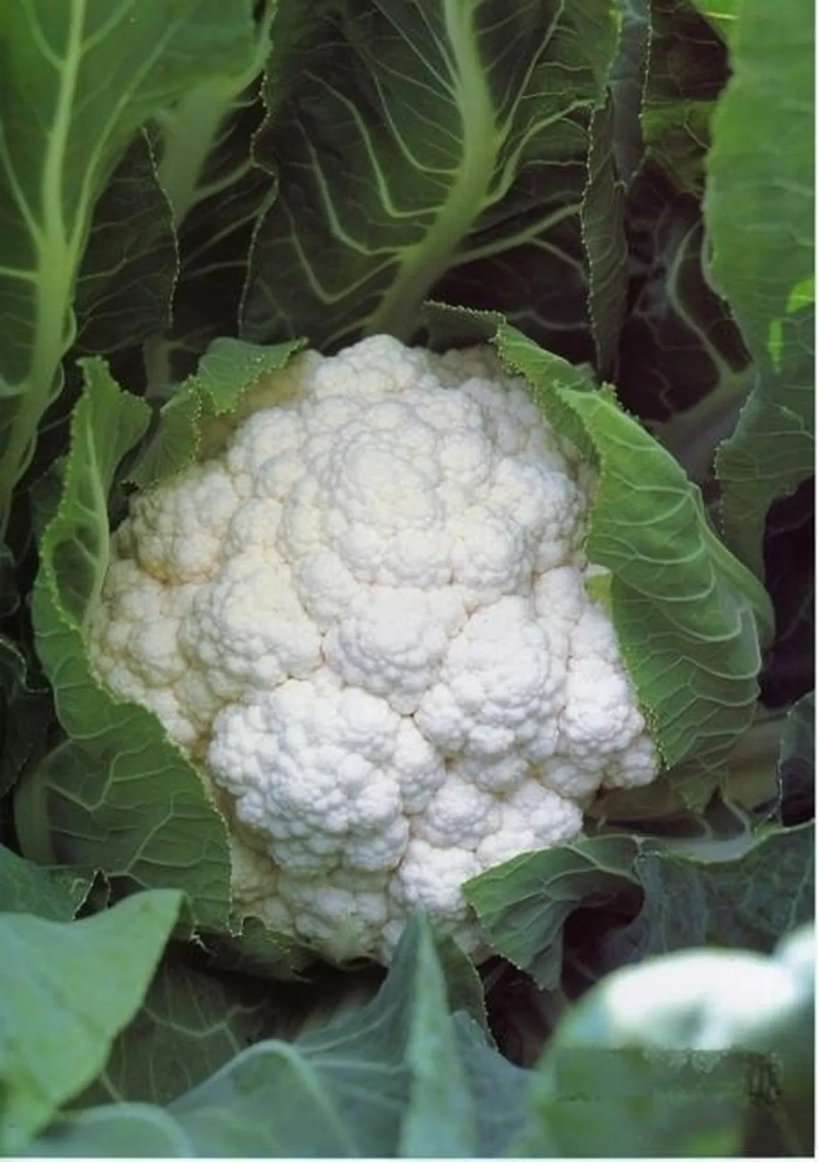 cavolfiore-2